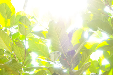 Frame Of Fresh Green Leaves