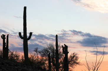 Sunrise at Saguaro National Park. Photo Shows the Silhouette of Cactus Against Colorful Sky, Tucson, Arizona.