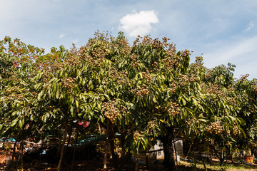 Longan Agriculture
