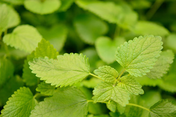 ハーブ　レモンバームの葉