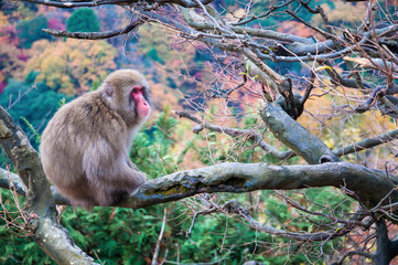 Japanese macaque, Arashiyama, Kyoto, Japan