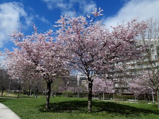 Fototapeta premium arbres en fleurs
