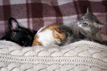 Two cats and a dog sleeping together on the bed under the blanket 