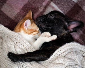 White cat and black dog sleeping together under a knitted blanket. Friendship cats and dogs, animals in the apartment house. Cute pets. Love the different species of animals 