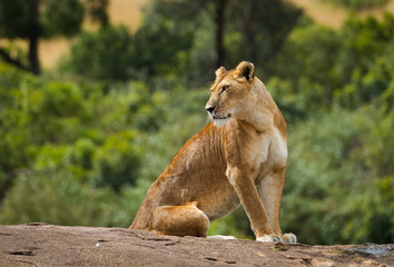 lioness on african savannah