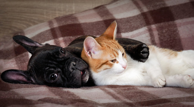 White cat and black dog sleeping together under a knitted blanket. Friendship cats and dogs, animals in the apartment house. Cute pets. Love the different species of animals 