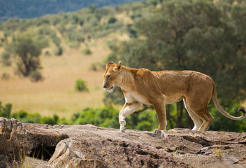 l lioness on african savannah