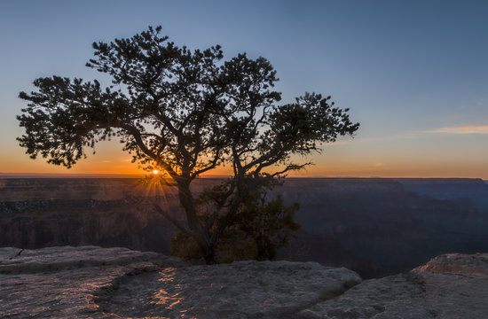 Sunset beyond tree on canyon edge