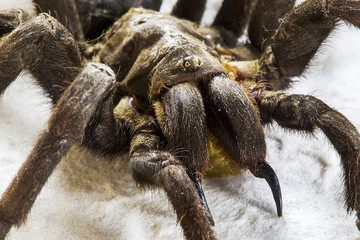 Tarantula