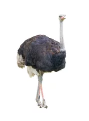 Deurstickers Struisvogel Afrikaanse tweevingerige struisvogelknipsel