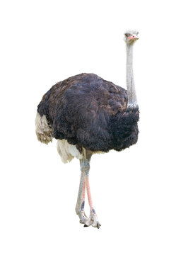 African two-toed ostrich cutout