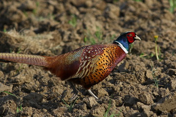 Common Pheasant, Phasianus colchicus