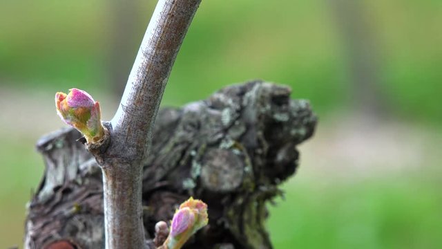 Vineyard, New growth budding out from grapevine