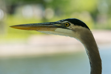 Great Blue Heron