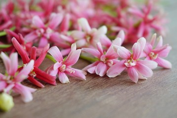 Fototapeta na wymiar beautiful spring pink floral on wood background with empty space for text