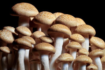 Heap of raw Buna Shimeji mushrooms