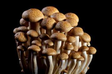 Fototapeta na wymiar Heap of raw Buna Shimeji mushrooms