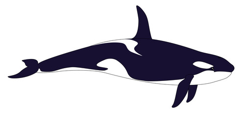 Killer whale. Realistic grampus on a white background.