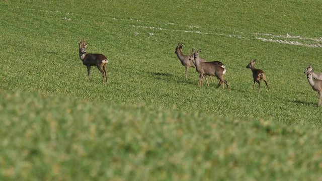 groupe de chevreuils au printemps