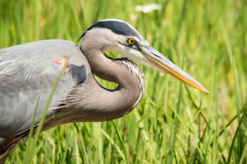 Great Blue Heron