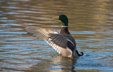 Obraz premium Erpel der Stockente (Anas platyrhynchos) schlägt im Wasser mit den Flügeln, Hessen, Deutschland 