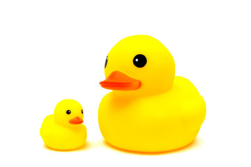 Yellow rubber duck on White Background