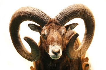 Close up of stuffed male mouflon with big curved horns on white - obrazy, fototapety, plakaty
