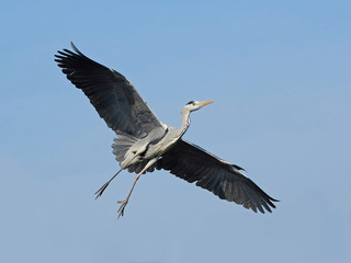 Grey heron (Ardea cinerea)