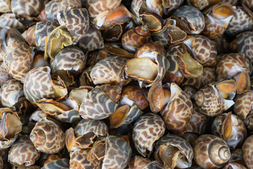 Fresh Spotted babylon at a market, selective focus
