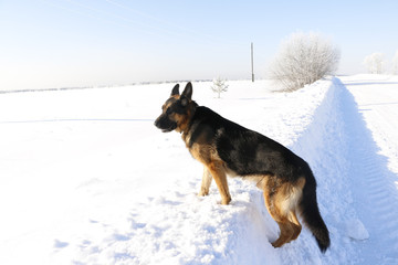 German shepherd dog on snow in winter day