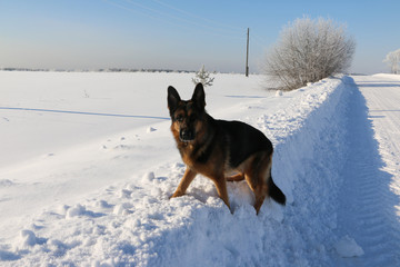 German shepherd dog on snow in winter day