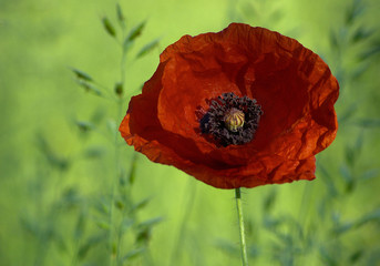 Mohn