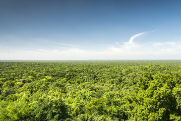 jungle from above, calakmul biosphere reserve in yucatan mexico - obrazy, fototapety, plakaty