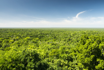 Fototapeta na wymiar jungle from above, calakmul biosphere reserve in yucatan mexico