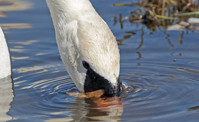 Łabędź © Henryk Olszewski