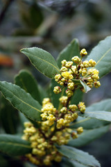 Beginning of flowering laurel tree