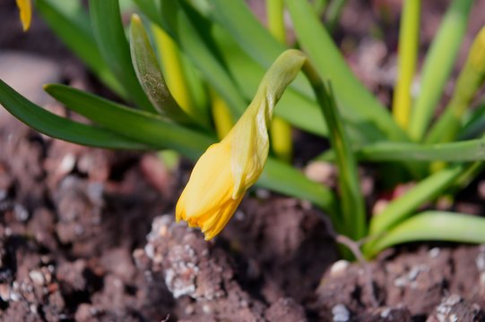 Daffodil bud