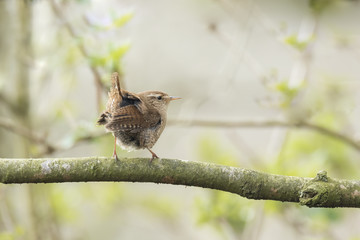 Eurasian Wren Troglodytes troglodytes