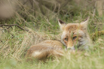 Fototapeta na wymiar Wild red fox