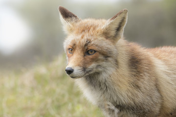 Wild red fox