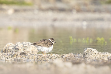 Ringed Plover