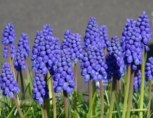 Traubenhyazinthen in voller Blüte
