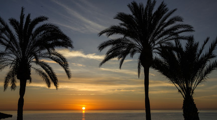 Fototapeta na wymiar Maldives, palm tree, sunset view. Summer nature scene.
