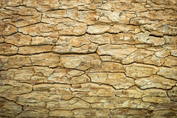 tree skin texture background, blurred and vignette corner
