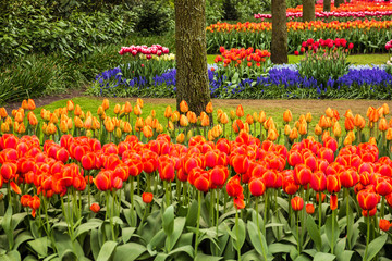 Park of flowers,.Tulip garden Keukenhof, Holland.