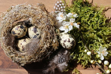 Frühling, Vogelnest mit Eiern, daneben Moos und Obstbaum-Blüten