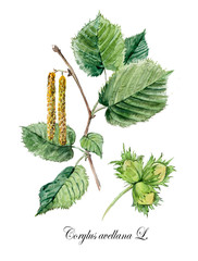 Hazel, hazelnut, filbert. Collection herb. Watercolor hand drawn illustration. Botanical illustration