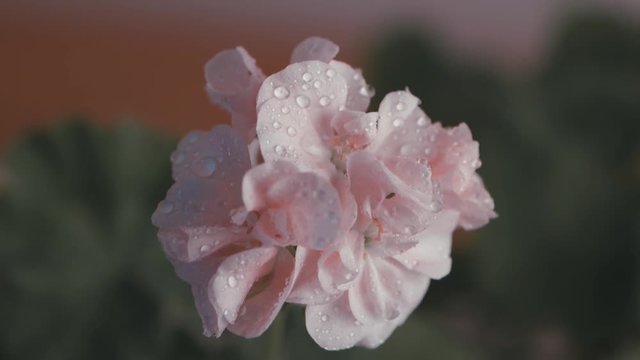 Water on  geranium flower