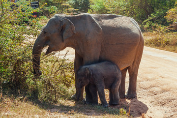 A mother elephant with her baby on some grassland