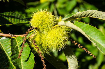 chestnuts on a tree